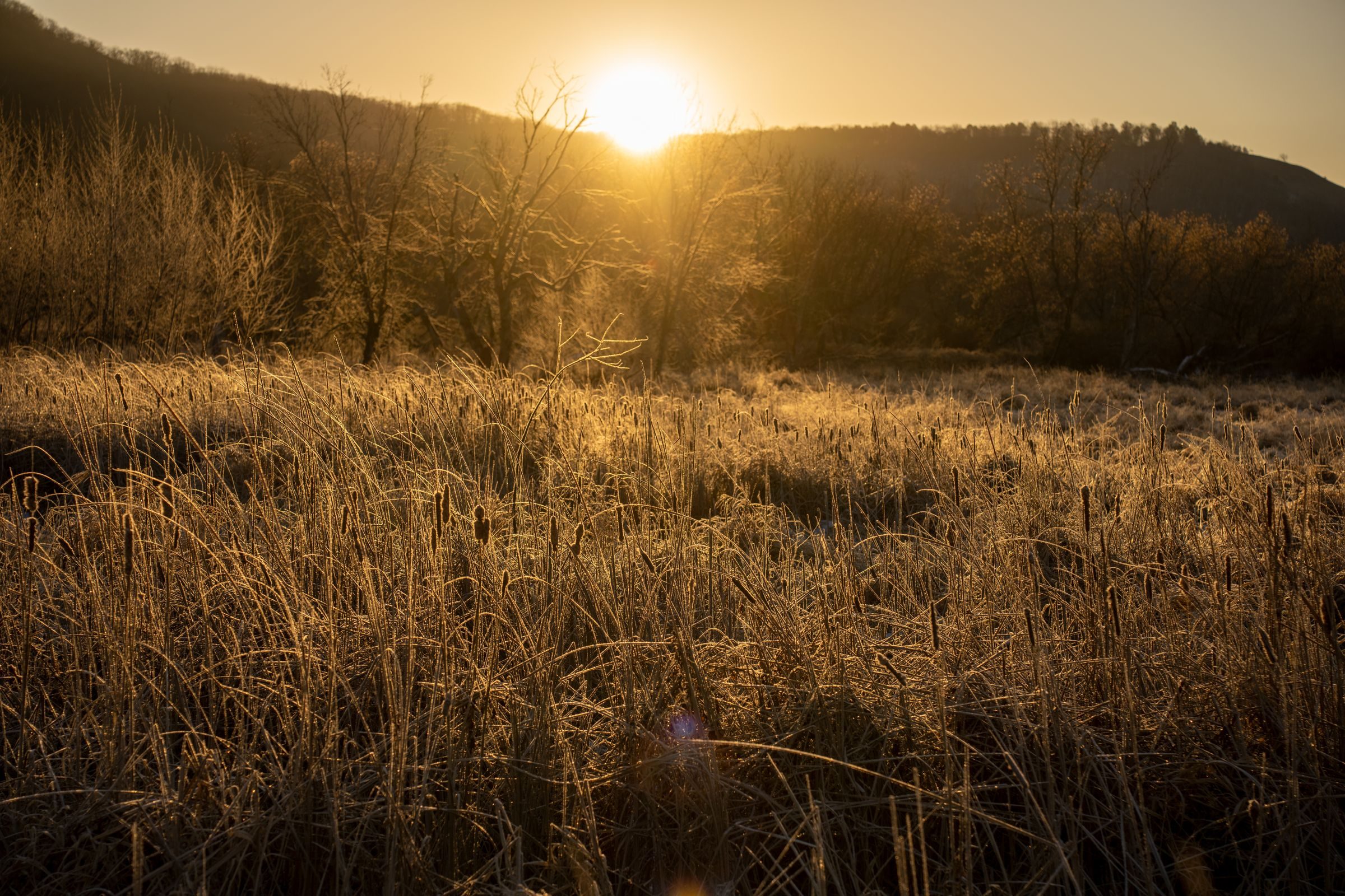 Sunlight catching wild meadow grasses at the edge of a wooded hillside